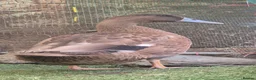 Ducks poultry for sale: 3 drakes for sale - Advert 8