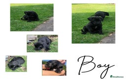 Mixed Breed dogs for sale: Ready to collect – Cane Corso puppies  - Image 7
