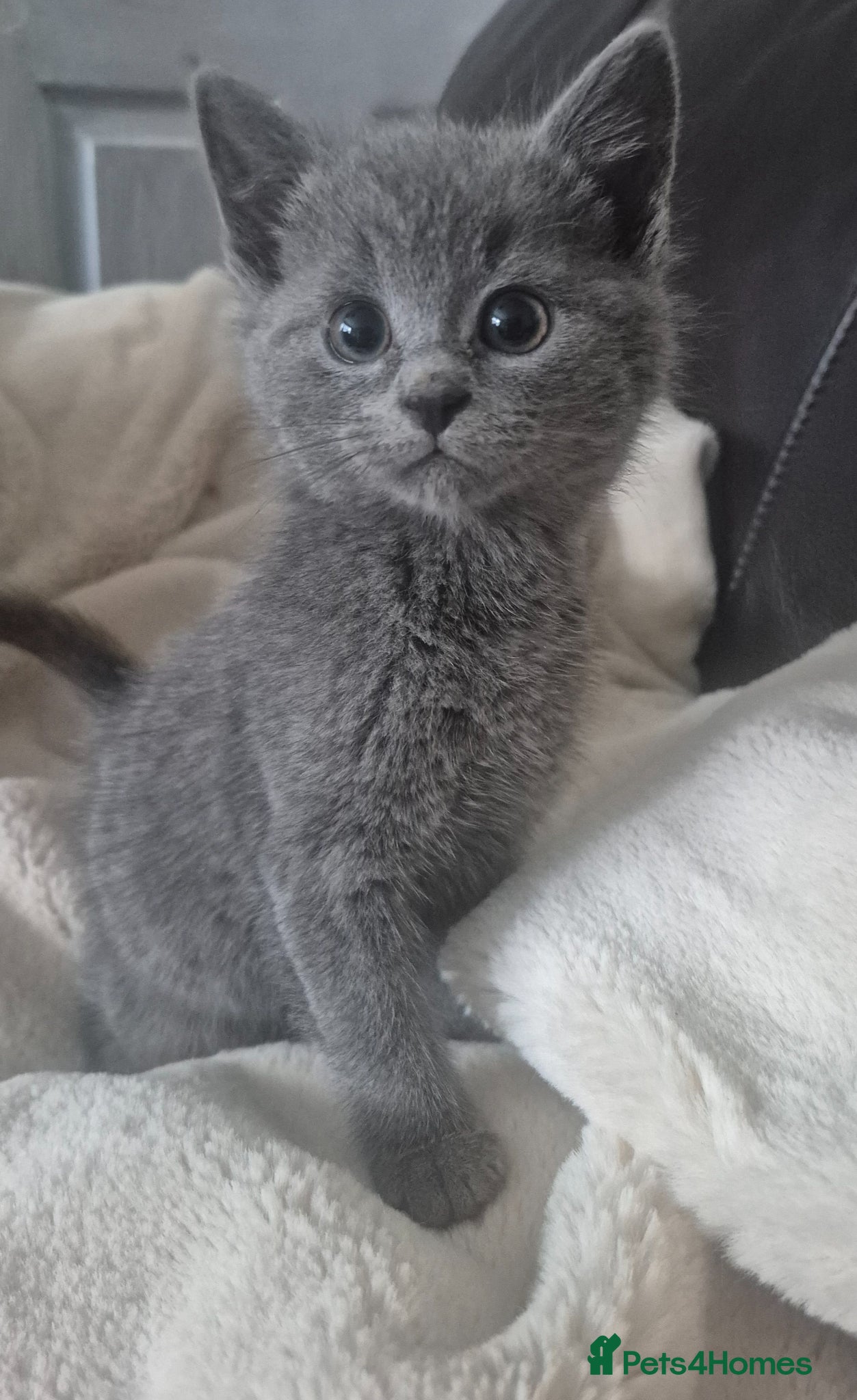 Mixed Breed cats for sale: Four gorgeous grey kittens - Advert 1