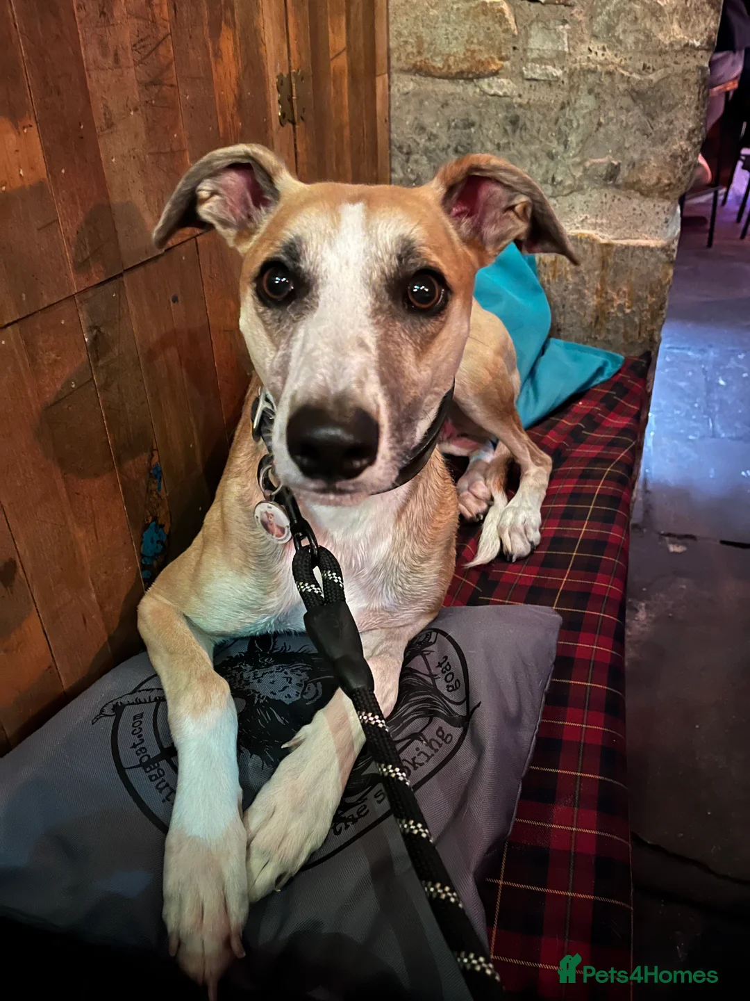 Lurcher dogs for stud: Lurcher for stud - Advert 8