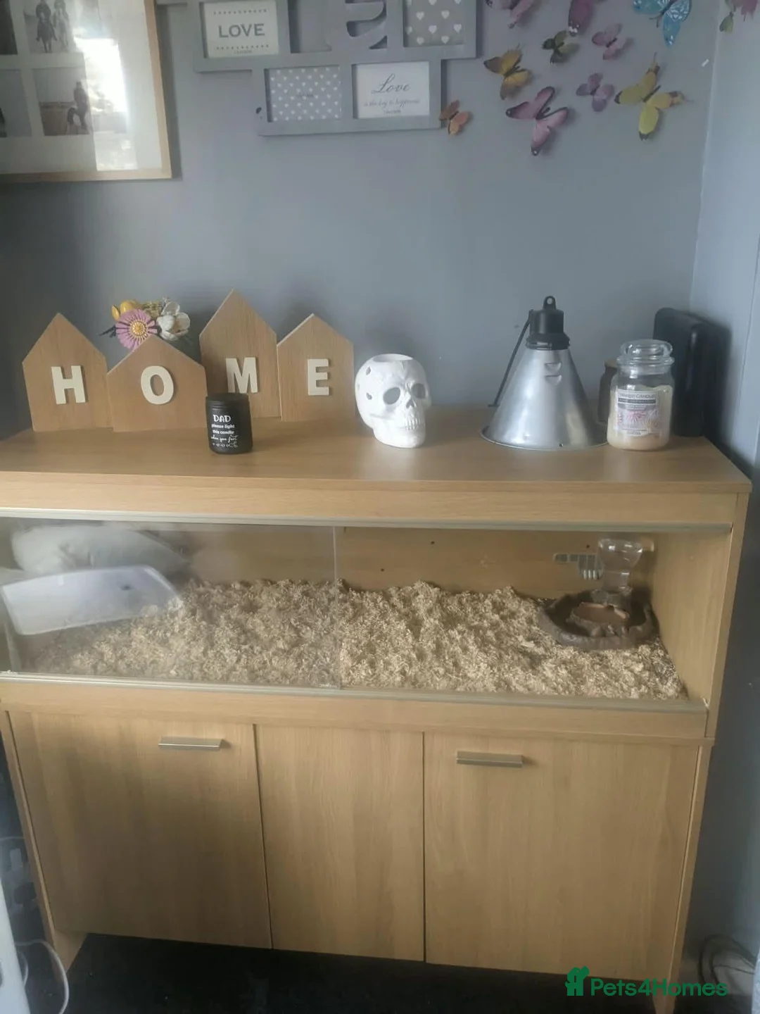 Tortoise reptiles for sale: Herman tortoises,vivarium and lamp.full set up - Advert 2