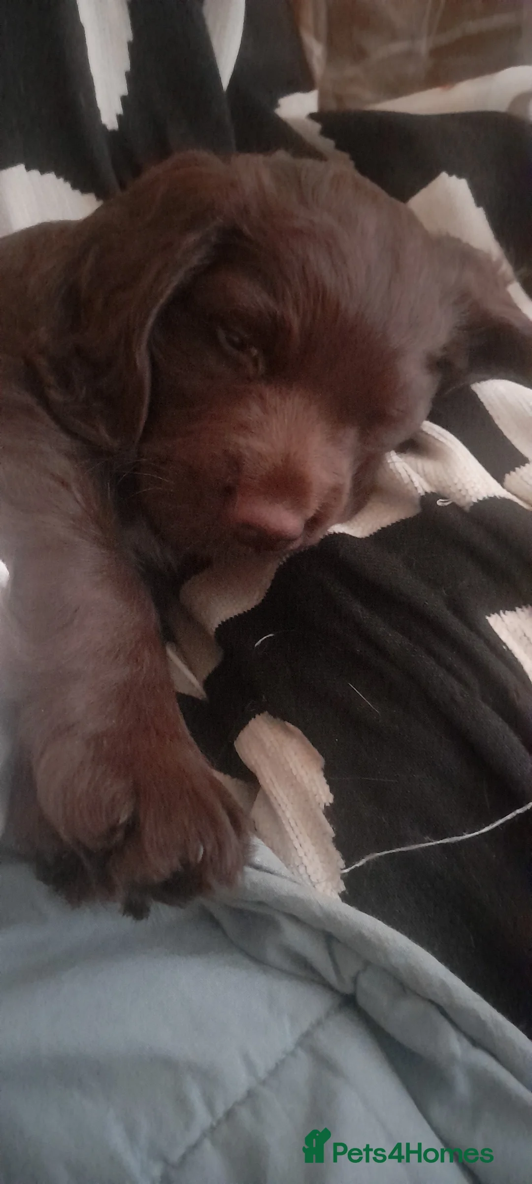 Sprocker dogs for sale: Beautiful Chocolate Sprocker  - Advert 6