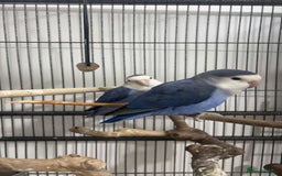 Lovebirds birds for sale: 2 blue peach faced love birds  - Image 1