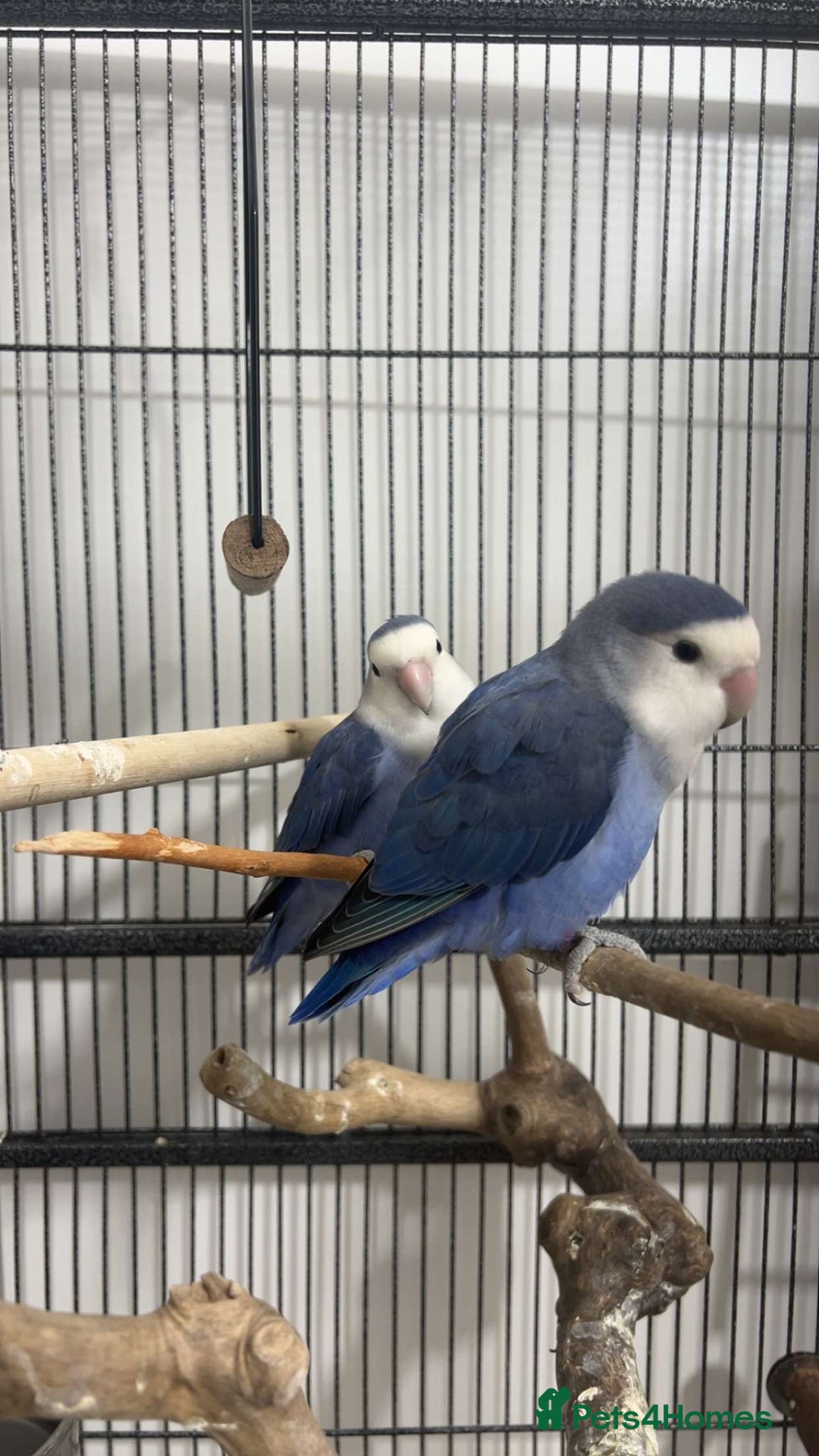 Lovebirds birds for sale: 2 blue peach faced love birds  - Image 1