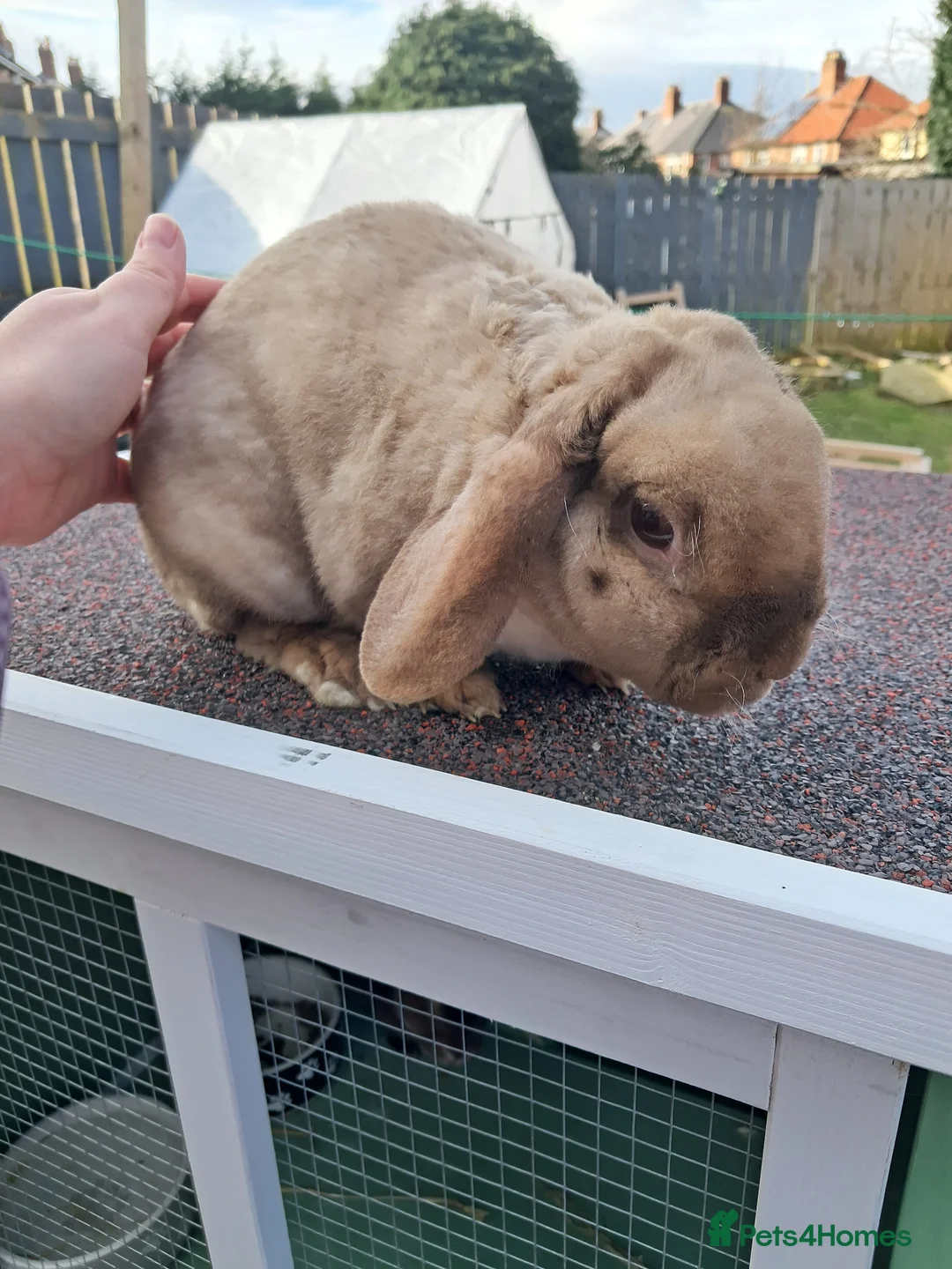 Mixed Breed rabbits for sale: Plush mini lop doe - Advert 6