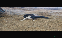 Border Collie dogs for sale: Wonderful black/white/tri border collie puppies  - Image 15