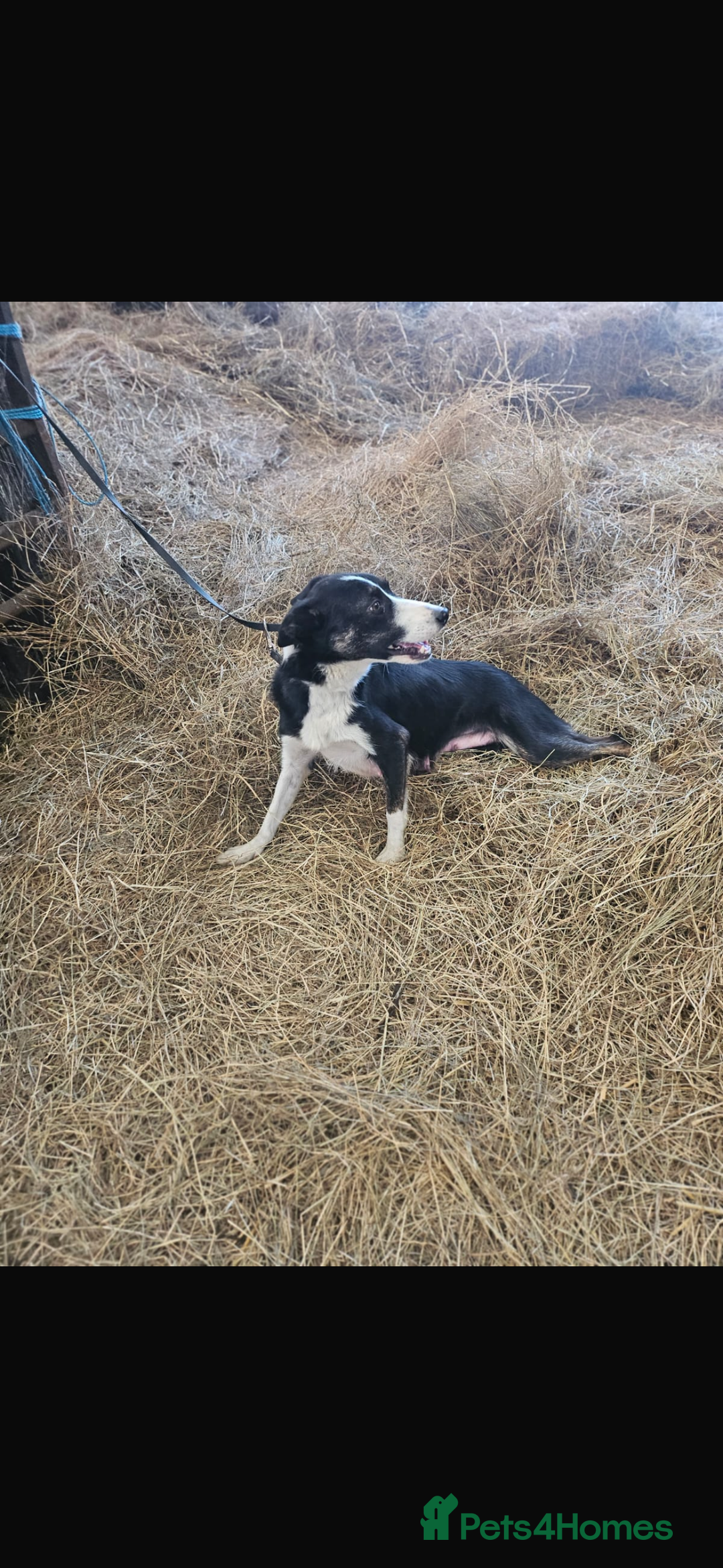 Border Collie dogs for sale: Wonderful black/white/tri border collie puppies  - Image 15