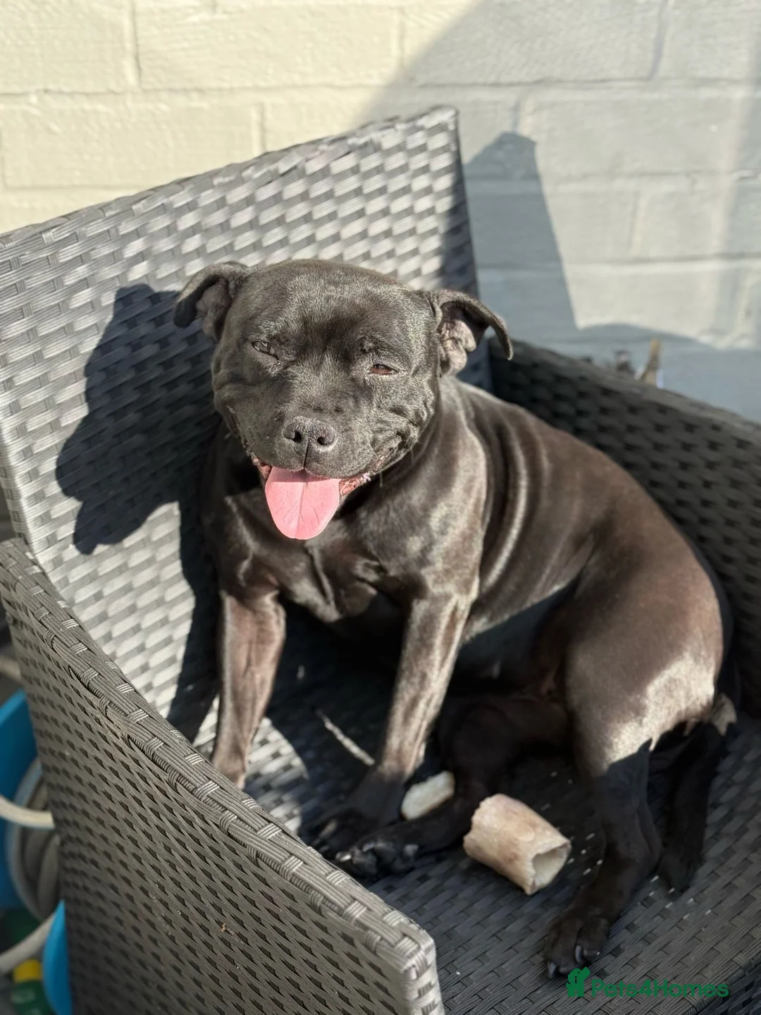 Staffordshire Bull Terrier dogs for sale: 2 staff puppies for sale 1 blue 1 black  - Advert 2