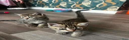 Domestic Shorthair cats for sale: Tabby kittens - Advert 4