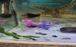 Mollies fish for sale: 12 mollies mixed colours  - Image 4
