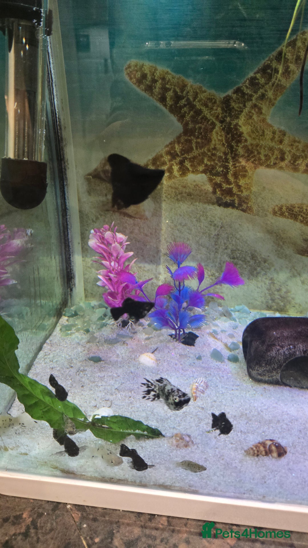 Mollies fish for sale: 12 mollies mixed colours  - Image 4