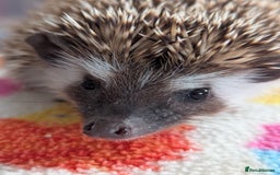 Pygmy Hedgehog rodents for sale: REDUCED PRICE!!! Gorgeous Hoglets/ READY NOW!!!! - Image 11