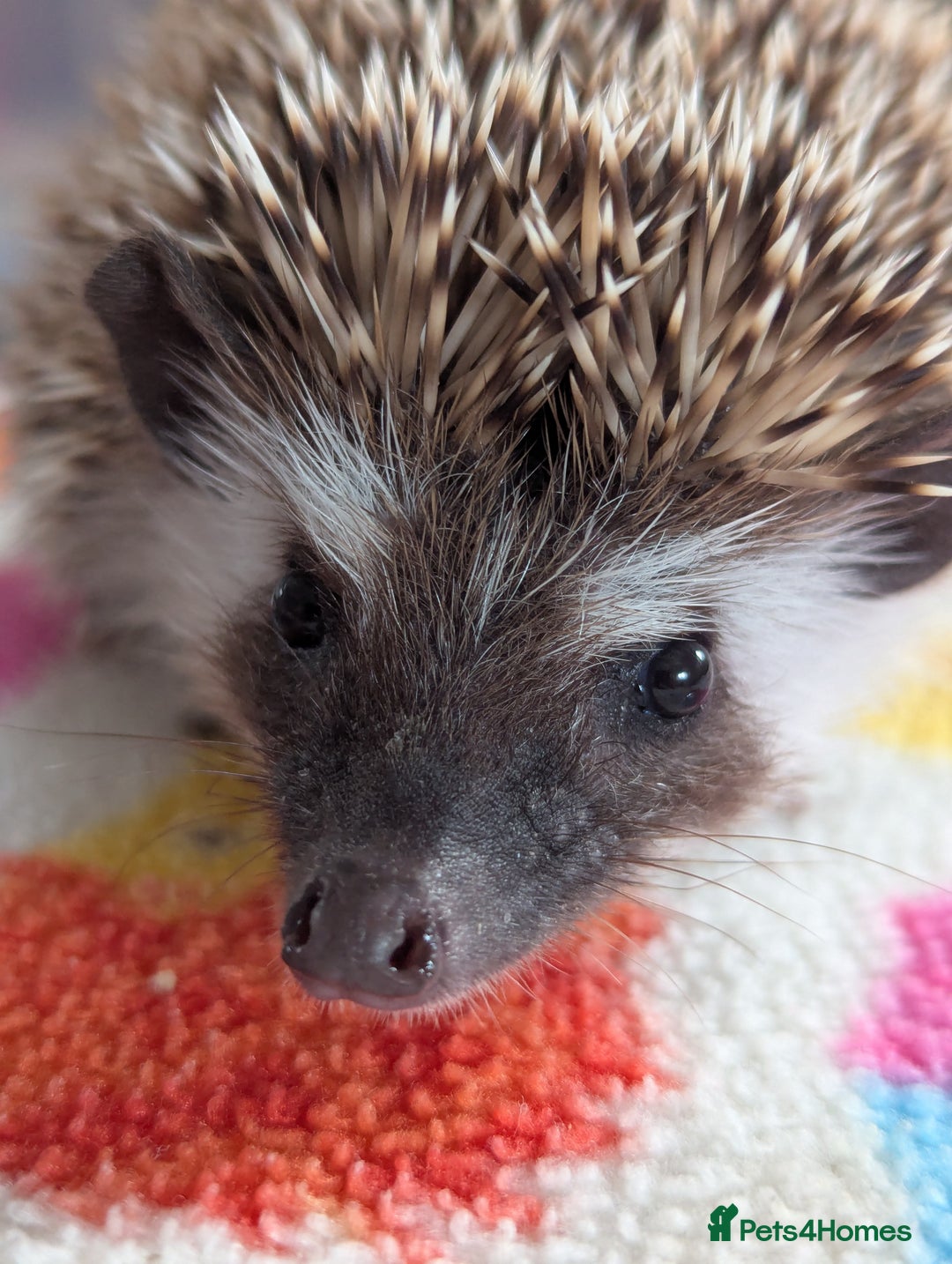 Pygmy Hedgehog rodents for sale: REDUCED PRICE!!! Gorgeous Hoglets/ READY NOW!!!! - Image 11