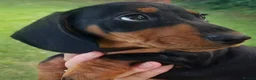 Miniature Dachshund dogs for sale: perfect true to type miniature Dachshund puppies   - Advert 6