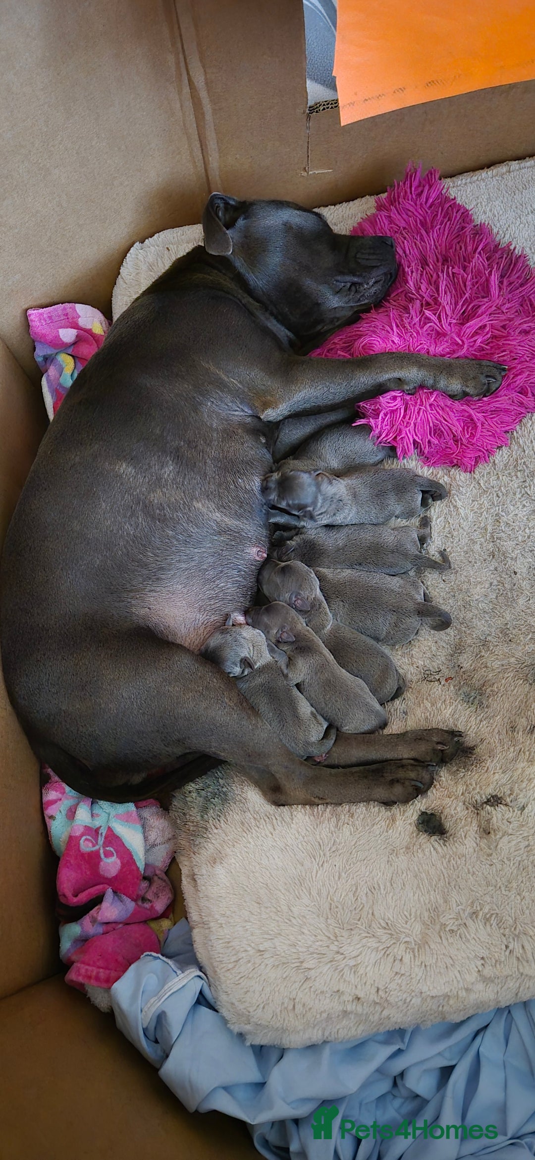 Staffordshire Bull Terrier dogs for sale: Staffordshire Bull Terrier Puppies for sale - Advert 7