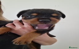 Rottweiler dogs for sale: KC Rottweiler Puppies - Image 5