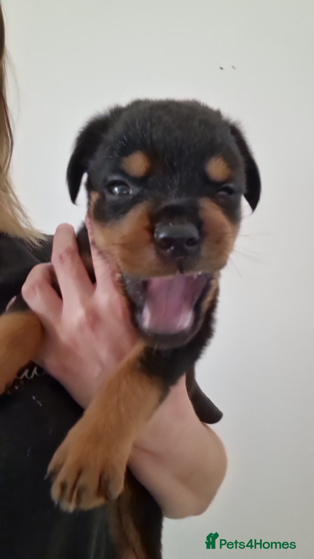 Rottweiler dogs for sale: KC Rottweiler Puppies - Image 5