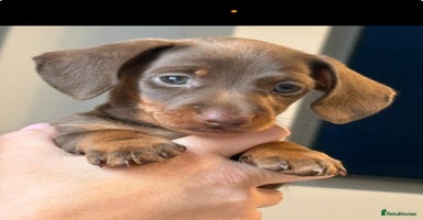 Miniature Dachshund dogs - Advert 5