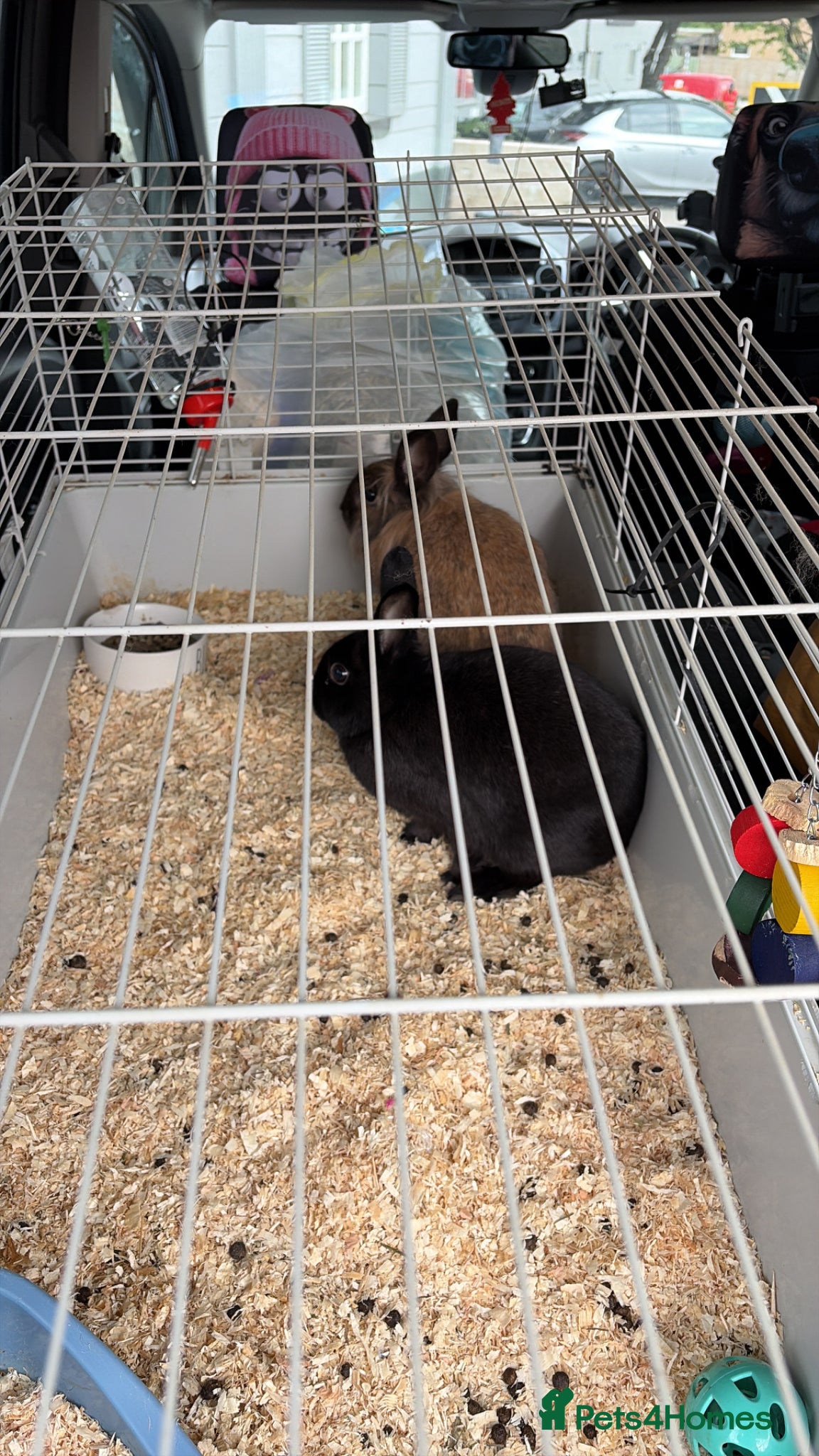 Lionhead rabbits for sale: Lionhead in Darwen - Advert 2