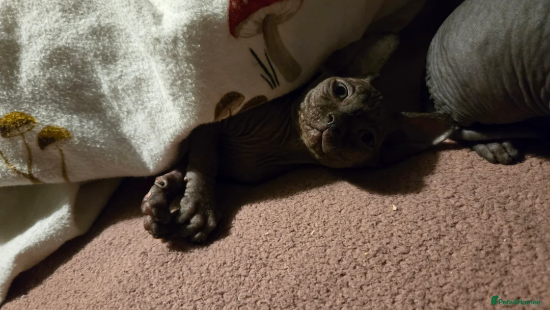 Sphynx cats for sale: 3 beautiful sphynx - Advert 5