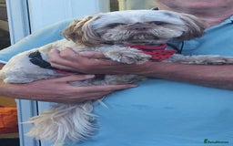 Shih Tzu dogs for stud: Imperial shitz for stud - Image 3