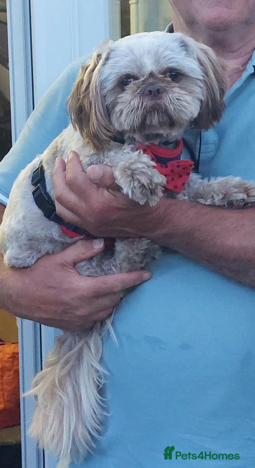 Shih Tzu dogs for stud: Imperial shitz for stud - Advert 4