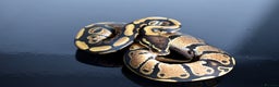 Python Snake reptiles for sale: Amazing baby ball pythons - Advert 32
