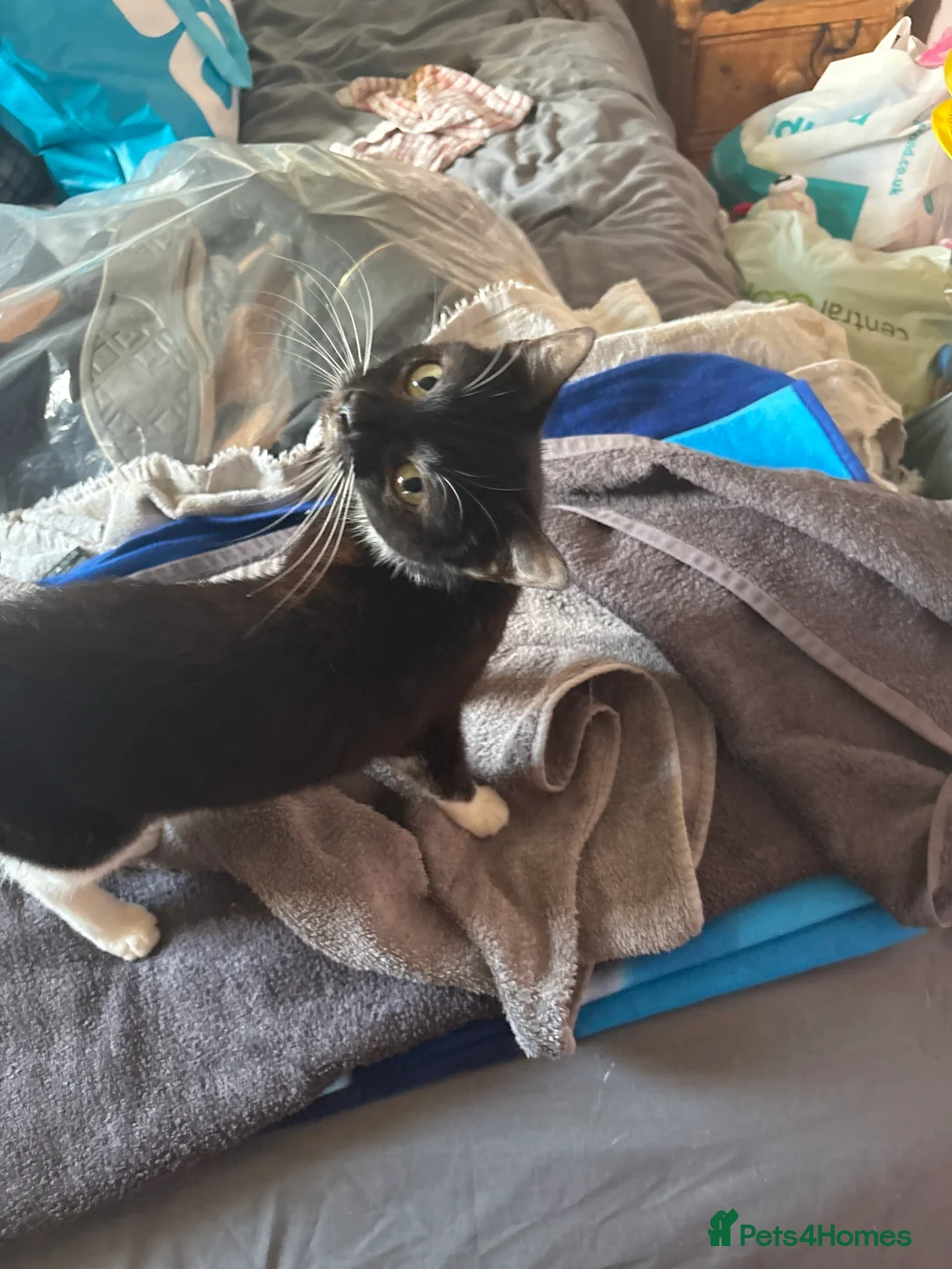 Mixed Breed cats for sale: Beautiful girl cat named ying  - Advert 4