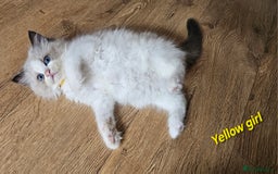 Ragdoll cats for sale: 2 Boys left Gccf £950 Ragdolls  - Image 12