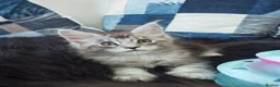 Maine Coon cats for sale: MaineCoon World Champion Bloodlines/London  - Advert 29