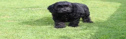 Cockapoo dogs for sale: F1 COCKAPOO PUPPIES FOR SALE - Advert 22