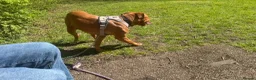 Dogue De Bordeaux dogs for sale: Ivy the loving Dogue de Bordeaux in Saint Austell - Advert 13