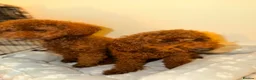Toy Poodle dogs for sale: TOY POODLE GIRLS in Telford - Advert 4