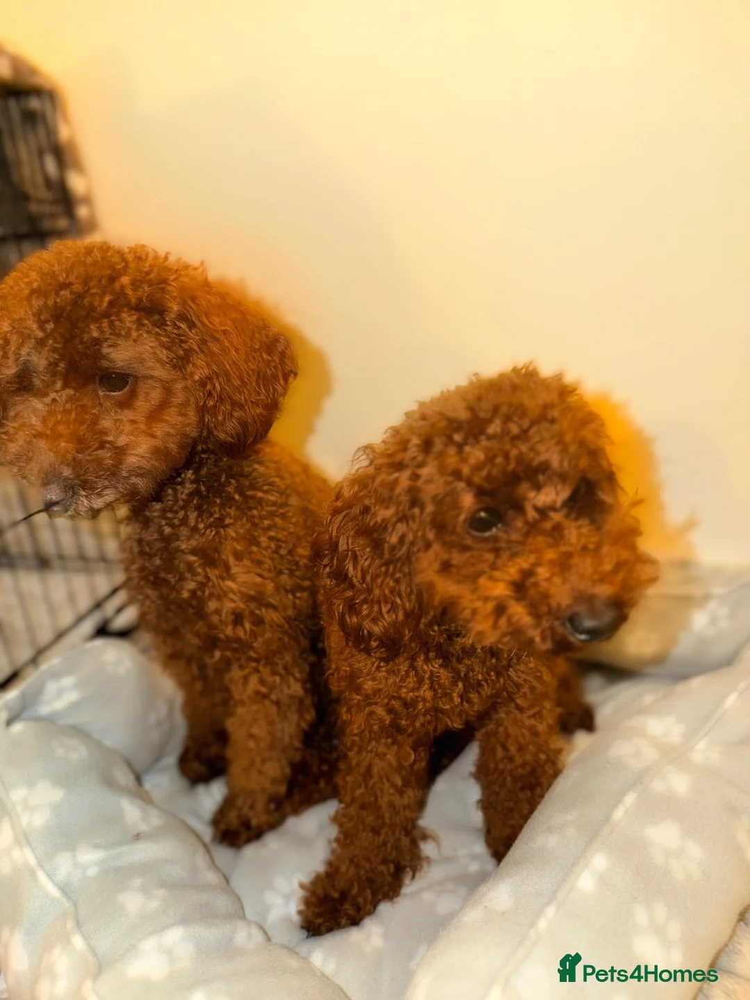 Toy Poodle dogs for sale: TOY POODLE GIRLS in Telford - Advert 4