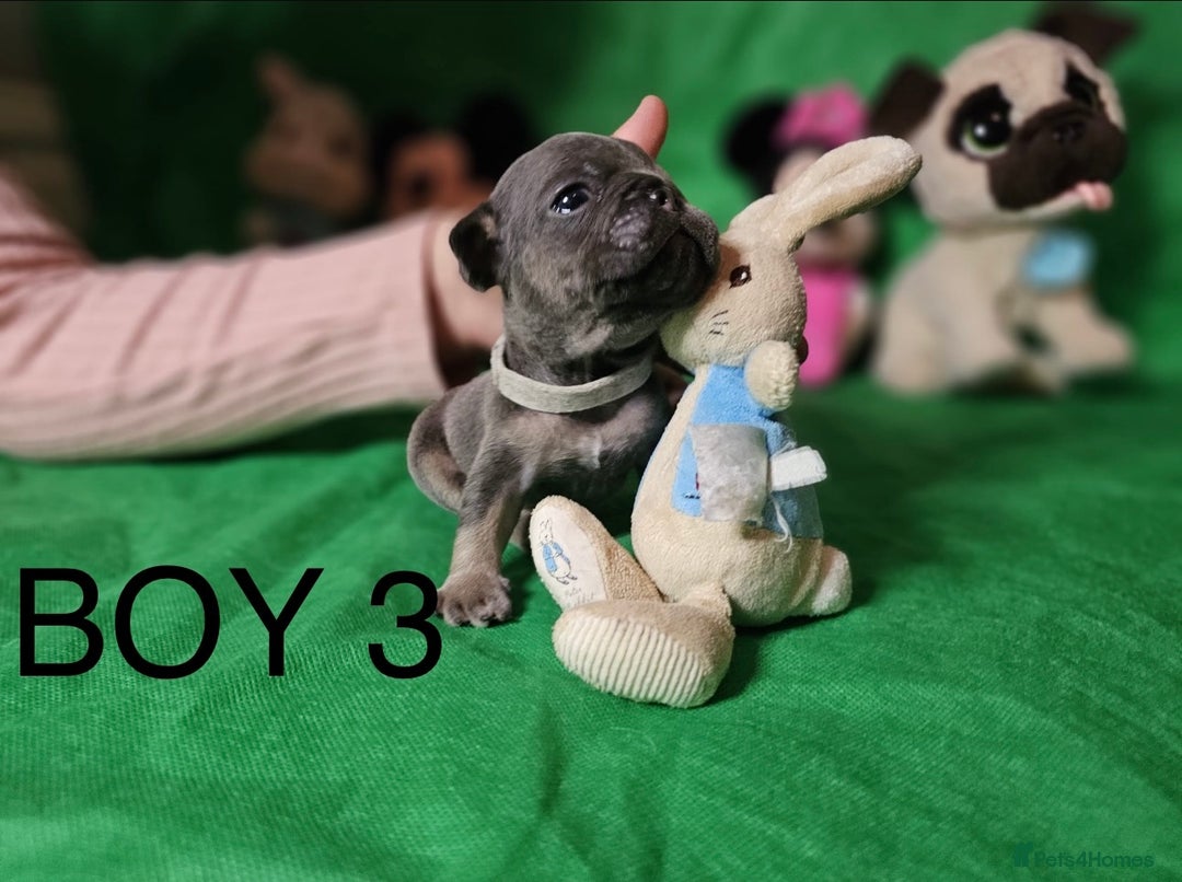 French Bulldog dogs for sale: Beautiful KC registered french bulldog puppies  - Image 11