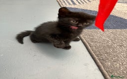 Mixed Breed cats for sale: 2 baby girl kittens for sale  - Image 6