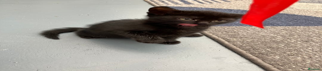 Mixed Breed Kitten 2