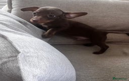 Mixed Breed dogs for sale: Adorable Dachshund x Pomchi Puppies - Image 25