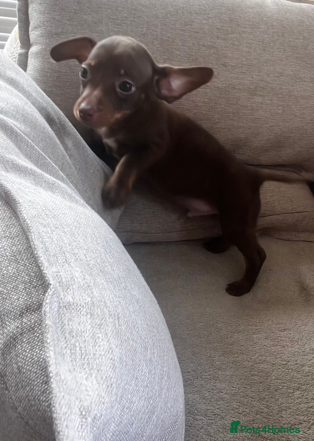 Mixed Breed dogs for sale: Adorable Dachshund x Pomchi Puppies - Image 25