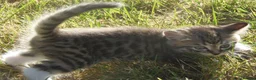 Mixed Breed cats for sale: Gorgeous Kittens Ready Now - Advert 20