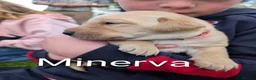 Labrador Retriever dogs for sale: 2 yellow Labrador girl puppies - Advert 3