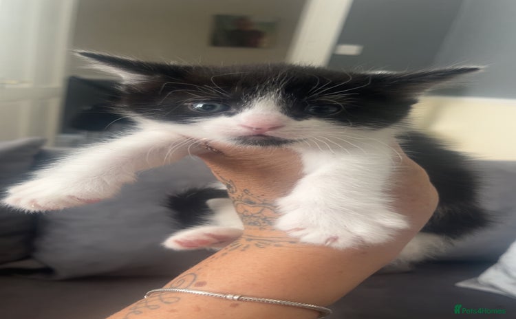 American Shorthair cats in Bishop Auckland - Advert 3