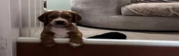 Cocker Spaniel dogs for sale: Gorgeous cocker spaniel puppies - Advert 4