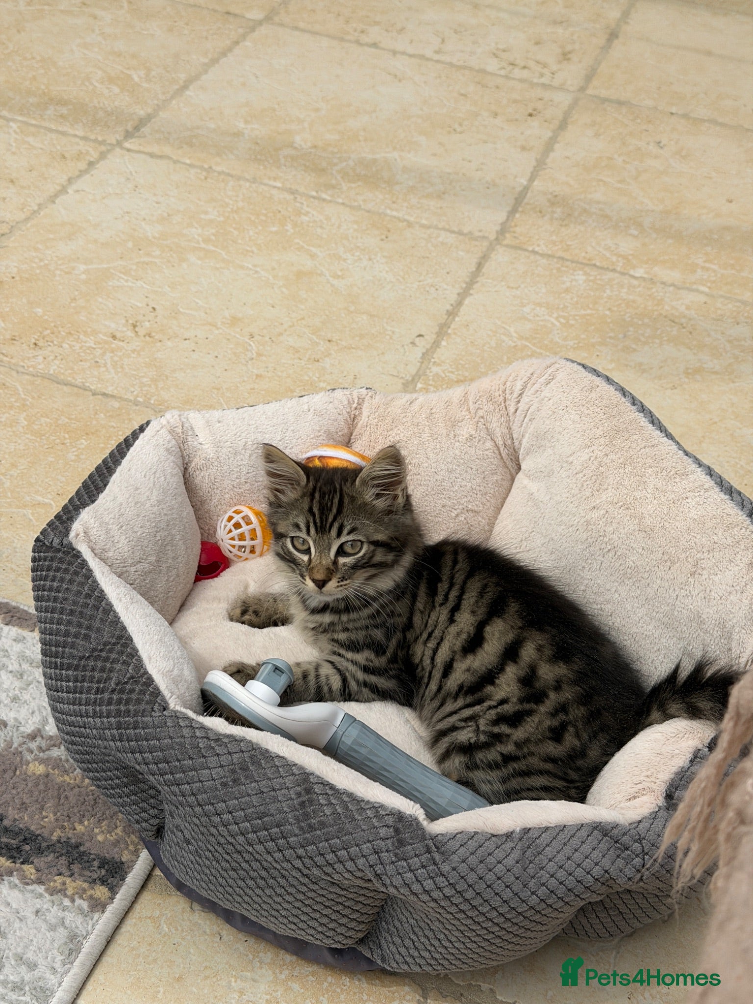 Mixed Breed cats Long haired kittens for sale  - Advert 22