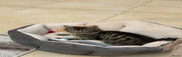 Mixed Breed cats for sale: Long haired kittens for sale  - Advert 1