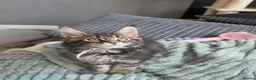 Maine Coon cats for sale: Beautiful purebred Main Coons kittens for sale  - Advert 6