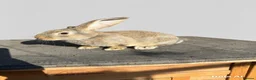 Continental Giant rabbits for sale: Giant ready to go now 12 weeks old  - Advert 3