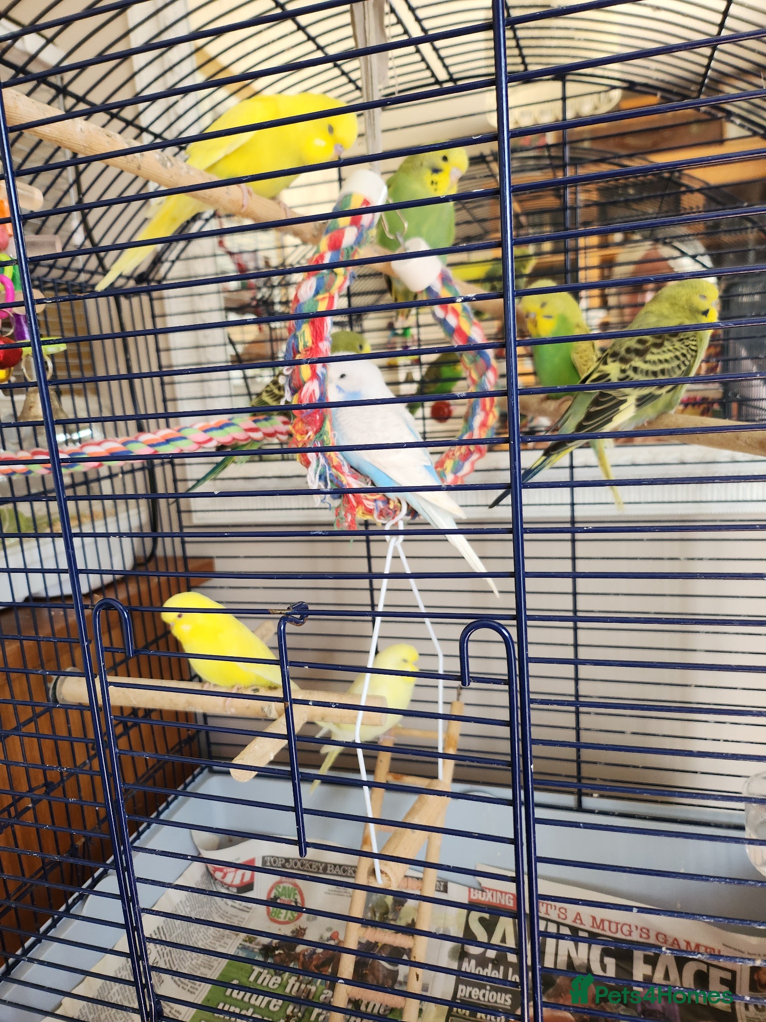 Budgerigars birds for sale: Budgie babies + breeding pairs in Swindon - Advert 1
