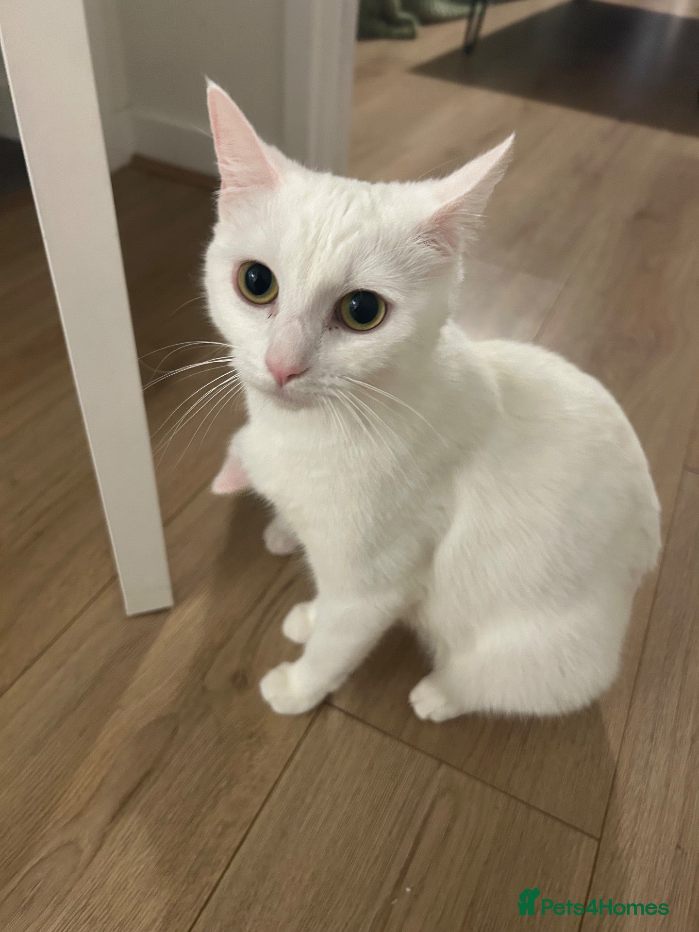 Mixed Breed cats for sale: Adorable litter of kittens  - Advert 3