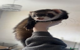 Ferret rodents for sale: Sable mask ferrets - Image 2